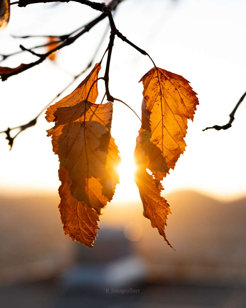 Björn-Andreas Bucher (Björn-Andreas Bucher)
