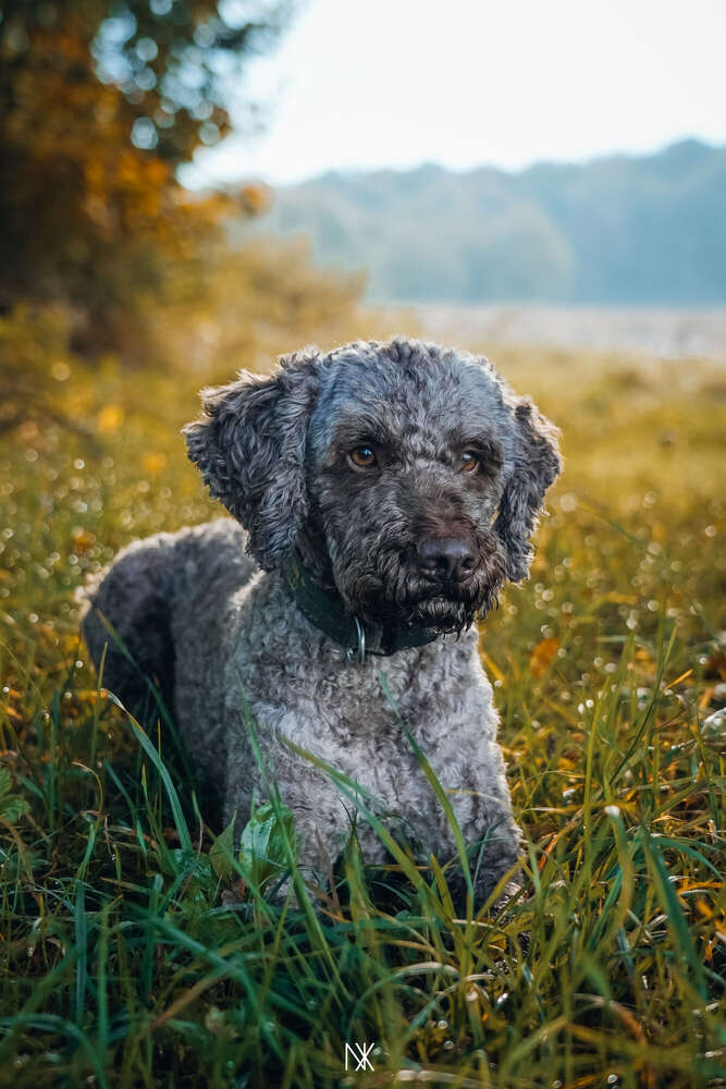 Hundeshooting (Nx Photographics)