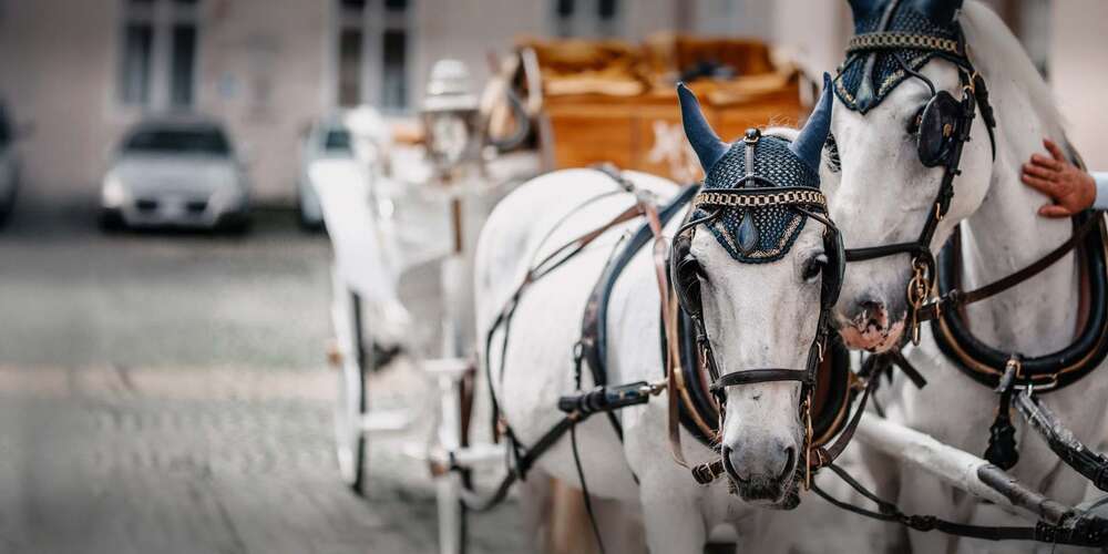 Muamer Sarajlic (Muamer Sarajlic)