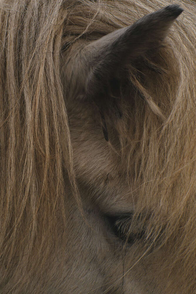 Hidden (Svenja Wiese)