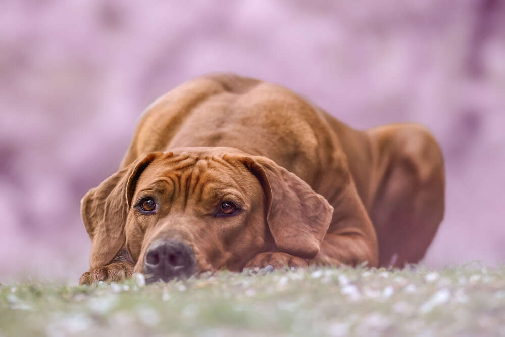 Mabulux Fotografie (Mabulux Fotografie)