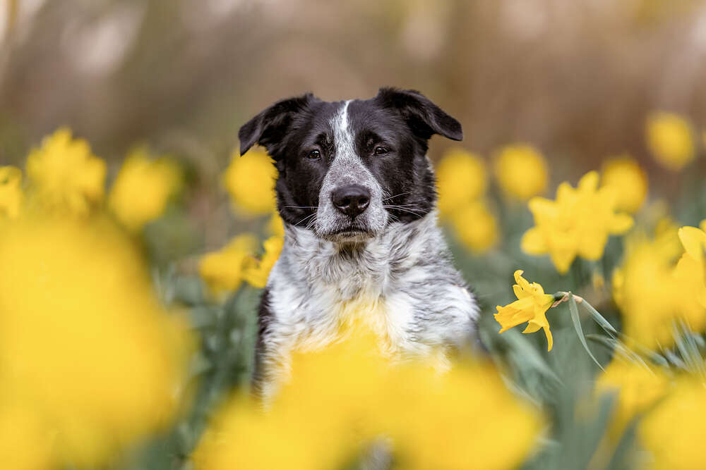 Mabulux Fotografie (Mabulux Fotografie)