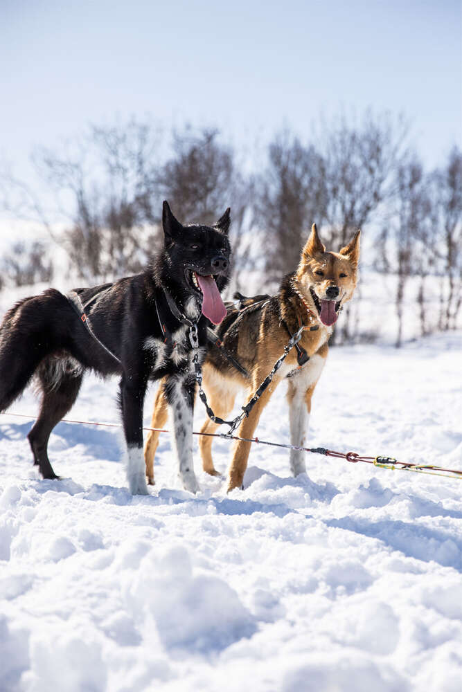 Tierfotografie: Huskyfarm