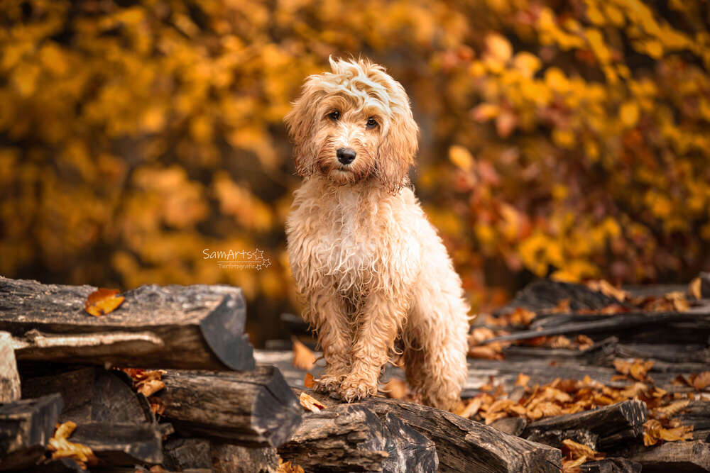 SamArts-Tierfotografie 