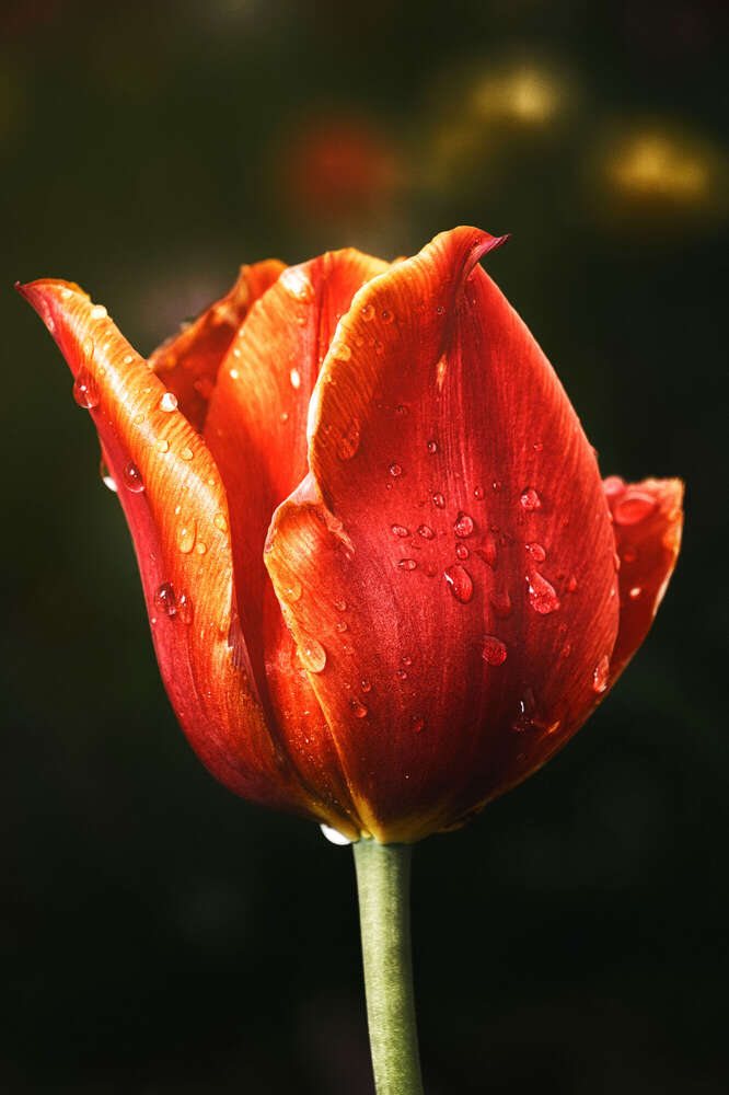 David Rutter (David Rutter)