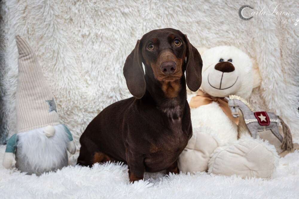 Dackel (Tierfotografie Carla Lorenz)