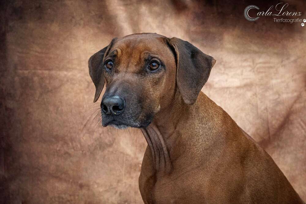 Tierfotografie Carla Lorenz (Tierfotografie Carla Lorenz)