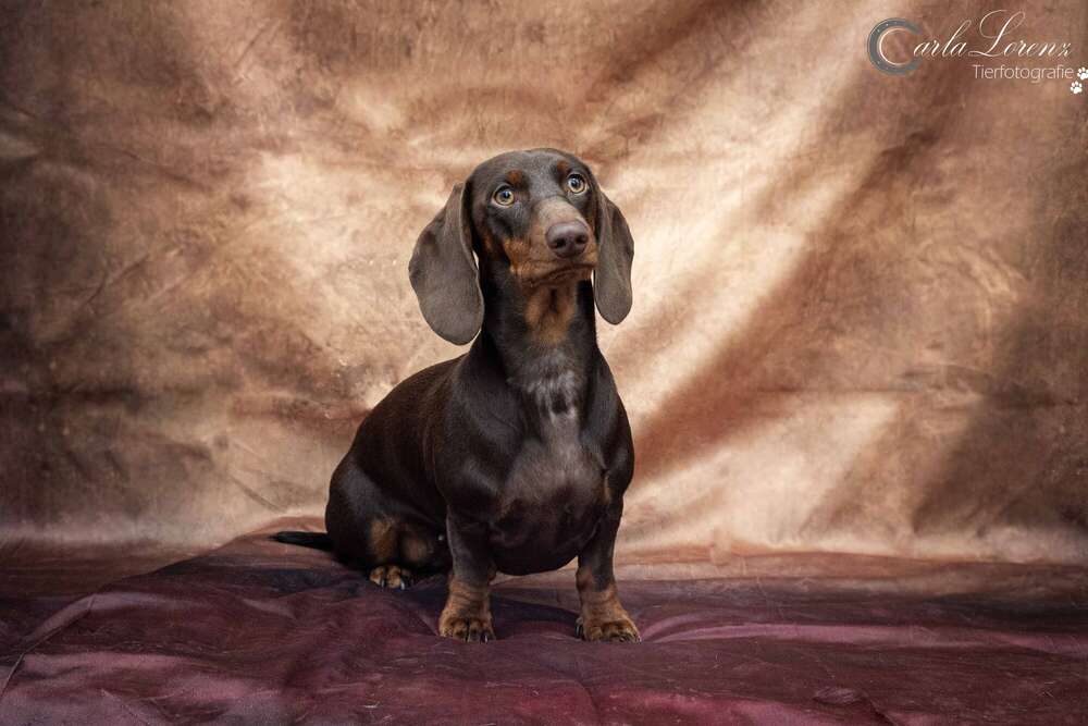 Tierfotografie Carla Lorenz (Tierfotografie Carla Lorenz)