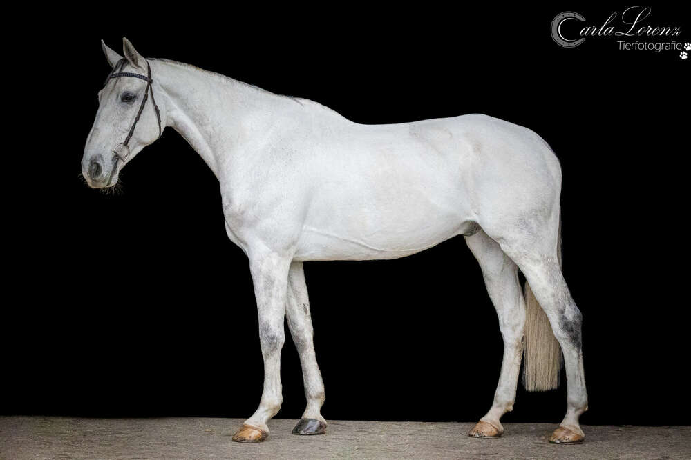 Tierfotografie Carla Lorenz (Tierfotografie Carla Lorenz)