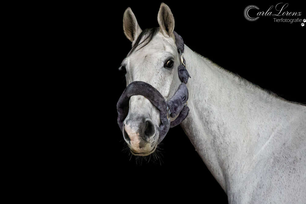 Tierfotografie Carla Lorenz (Tierfotografie Carla Lorenz)