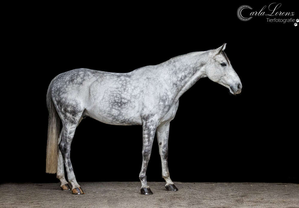 Tierfotografie Carla Lorenz (Tierfotografie Carla Lorenz)