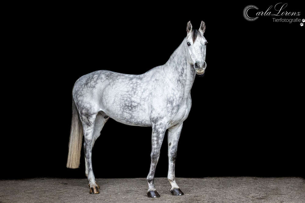 Tierfotografie Carla Lorenz (Tierfotografie Carla Lorenz)