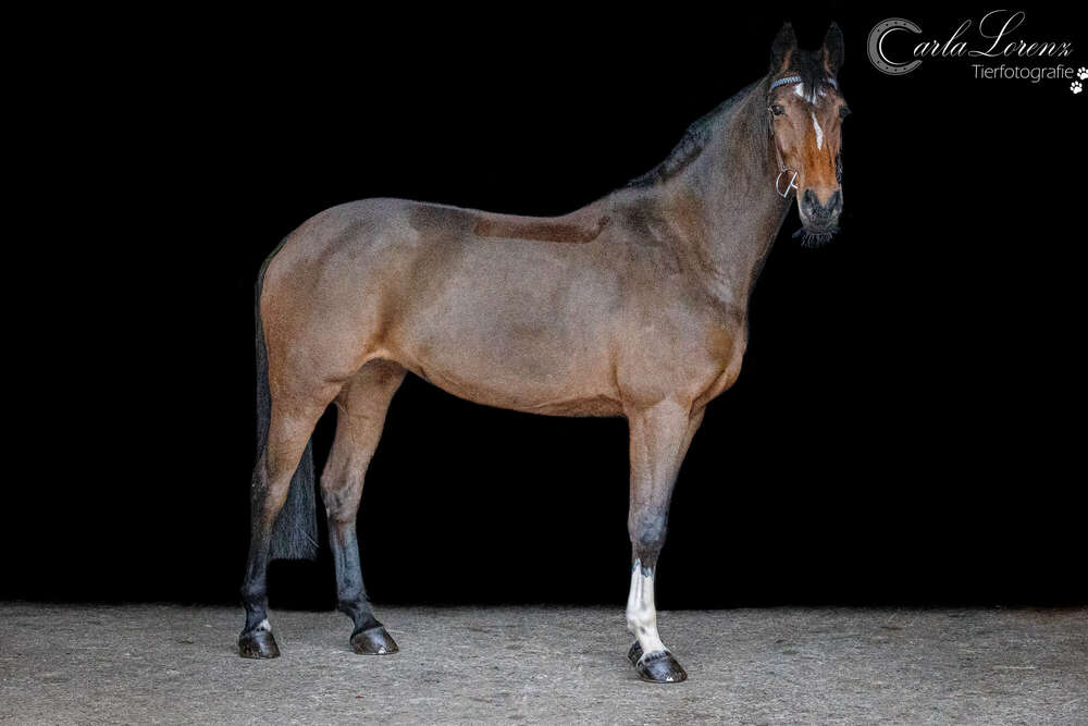 Tierfotografie Carla Lorenz (Tierfotografie Carla Lorenz)