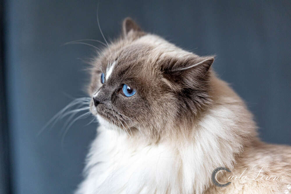 Tierfotografie Carla Lorenz (Tierfotografie Carla Lorenz)