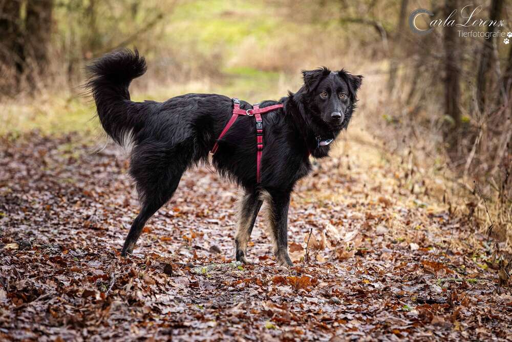 Tierfotografie Carla Lorenz (Tierfotografie Carla Lorenz)