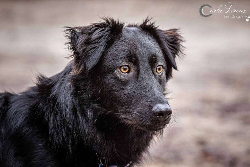Tierfotografie Carla Lorenz (Tierfotografie Carla Lorenz)