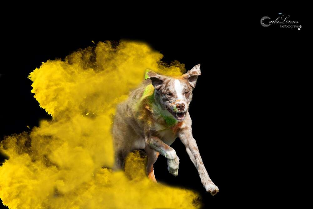 Tierfotografie Carla Lorenz (Tierfotografie Carla Lorenz)