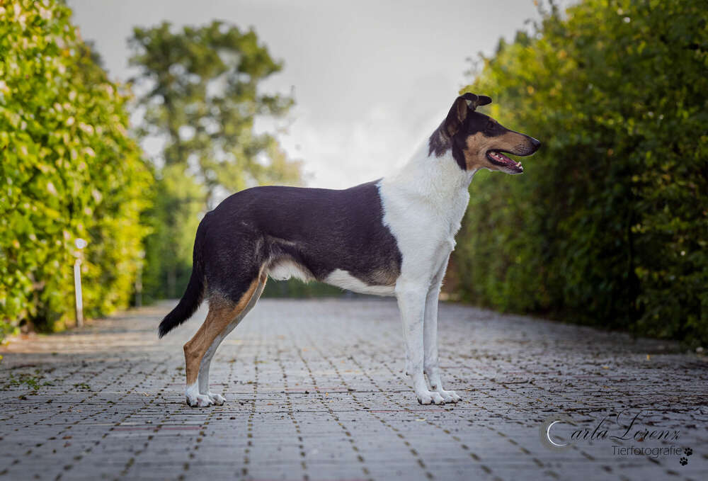 Tierfotografie Carla Lorenz (Tierfotografie Carla Lorenz)