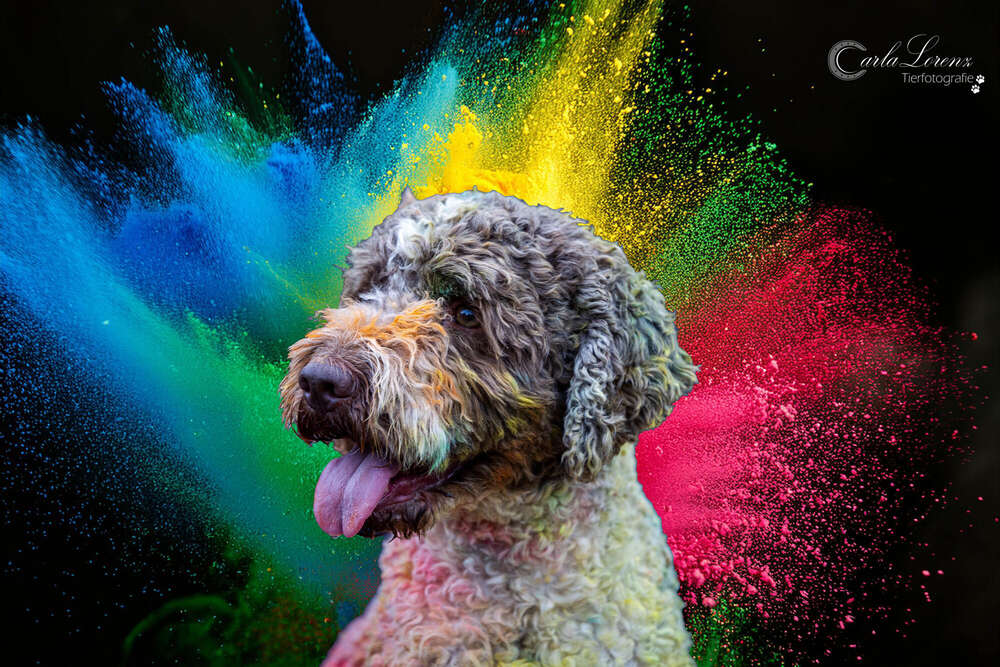 Tierfotografie Carla Lorenz (Tierfotografie Carla Lorenz)