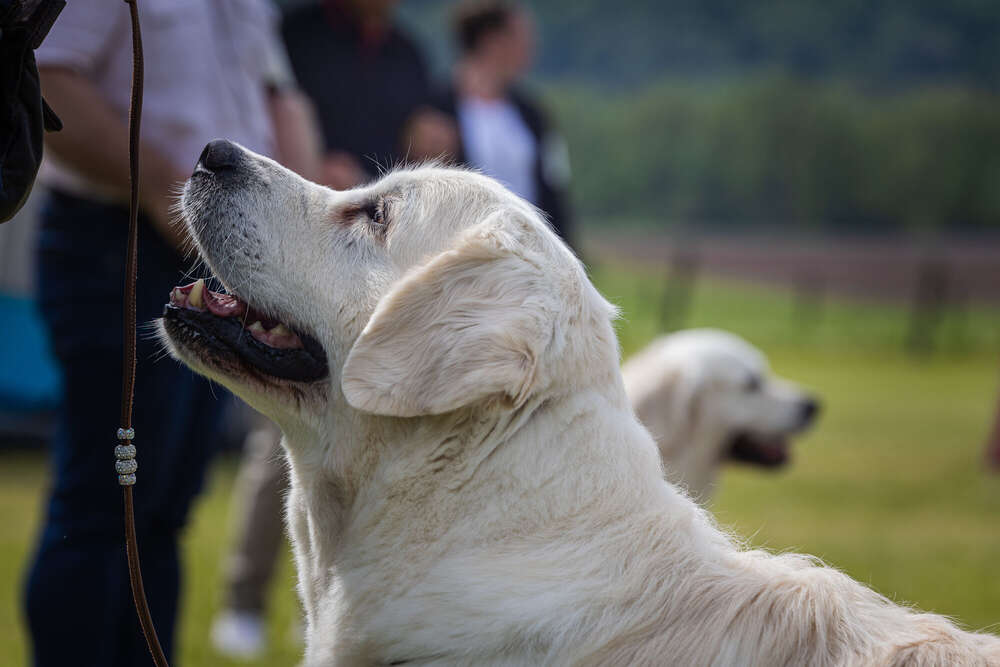 Tierfotografie Carla Lorenz (Tierfotografie Carla Lorenz)