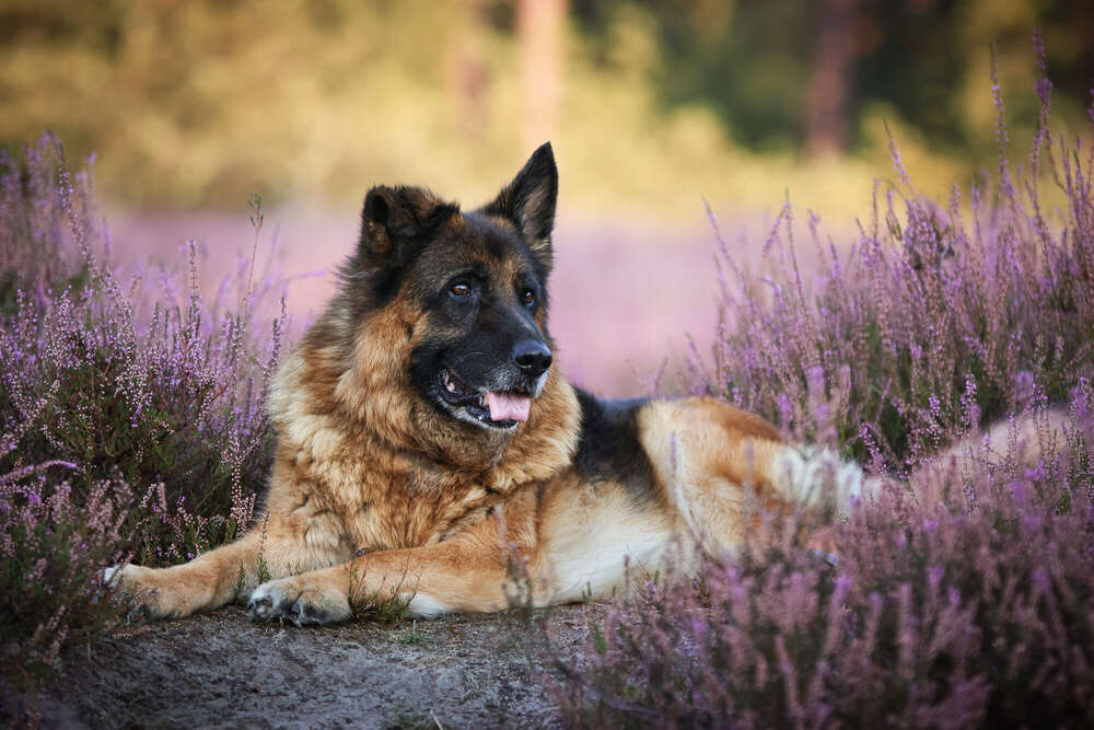Aileens Fotografie (Aileens Fotografie)