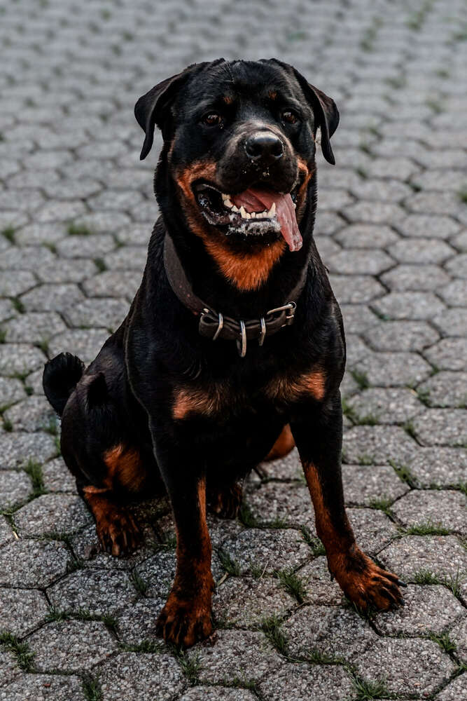 Lena  Jacobs (Lena  Jacobs)