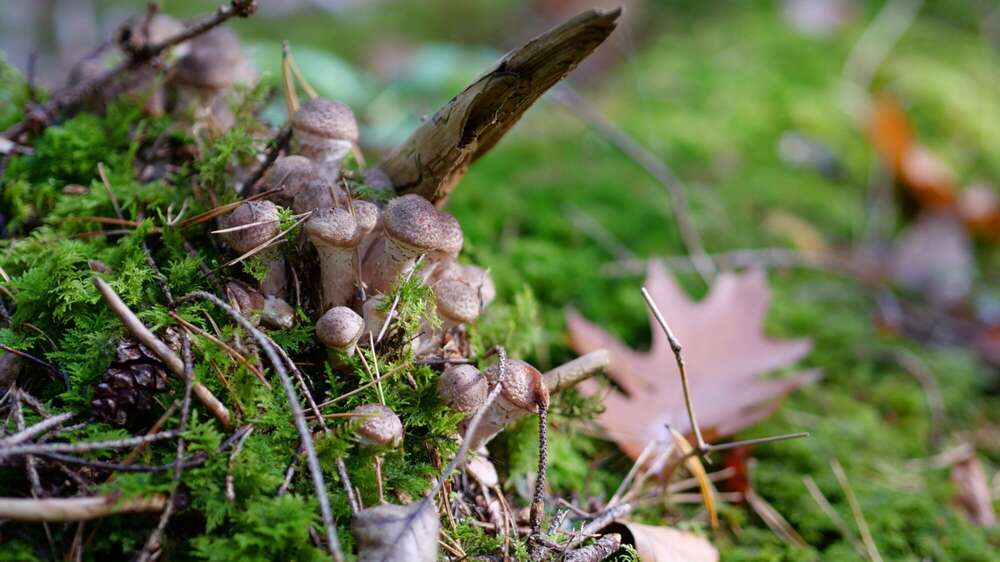 Dehler [Foto & Film] (Dehler [Foto & Film])