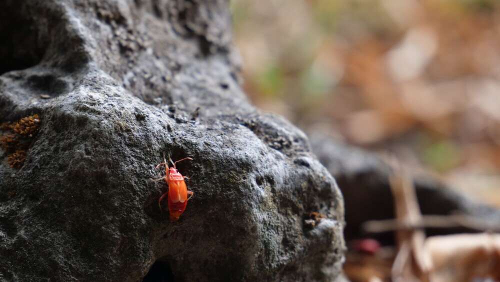 Dehler [Foto & Film] (Dehler [Foto & Film])