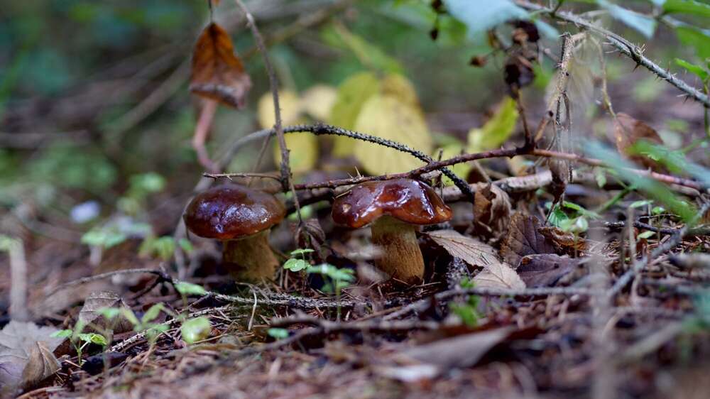 Dehler [Foto & Film] (Dehler [Foto & Film])