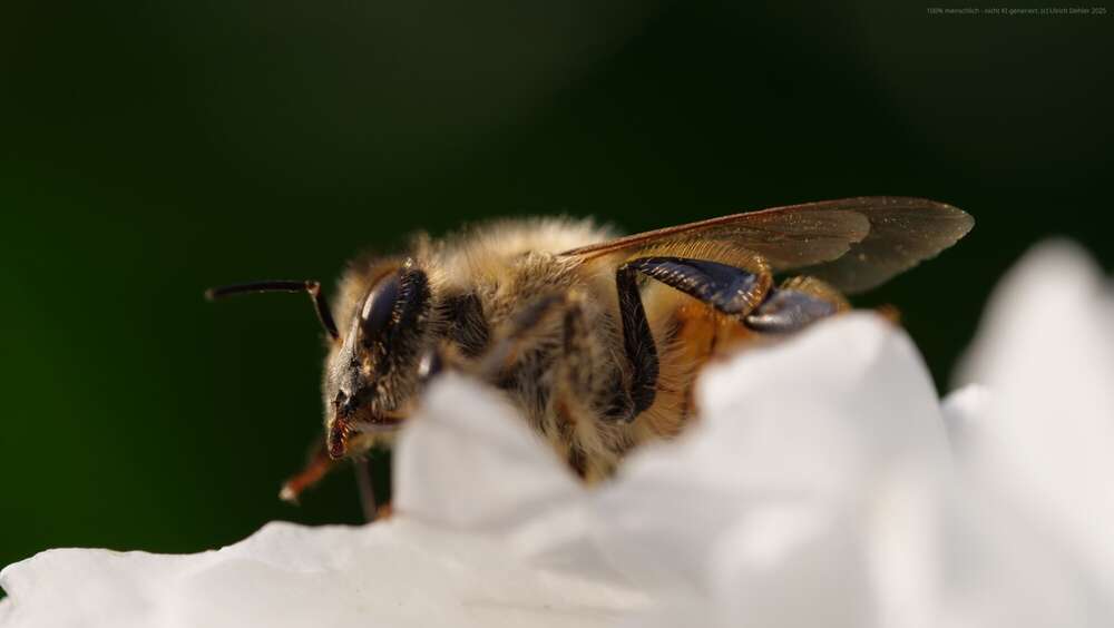 Dehler [Foto & Film] (Dehler [Foto & Film])