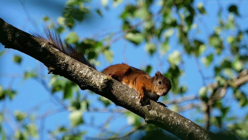 Dehler [Foto & Film] (Dehler [Foto & Film])