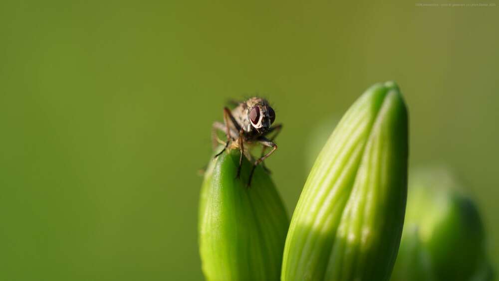 Dehler [Foto & Film] (Dehler [Foto & Film])