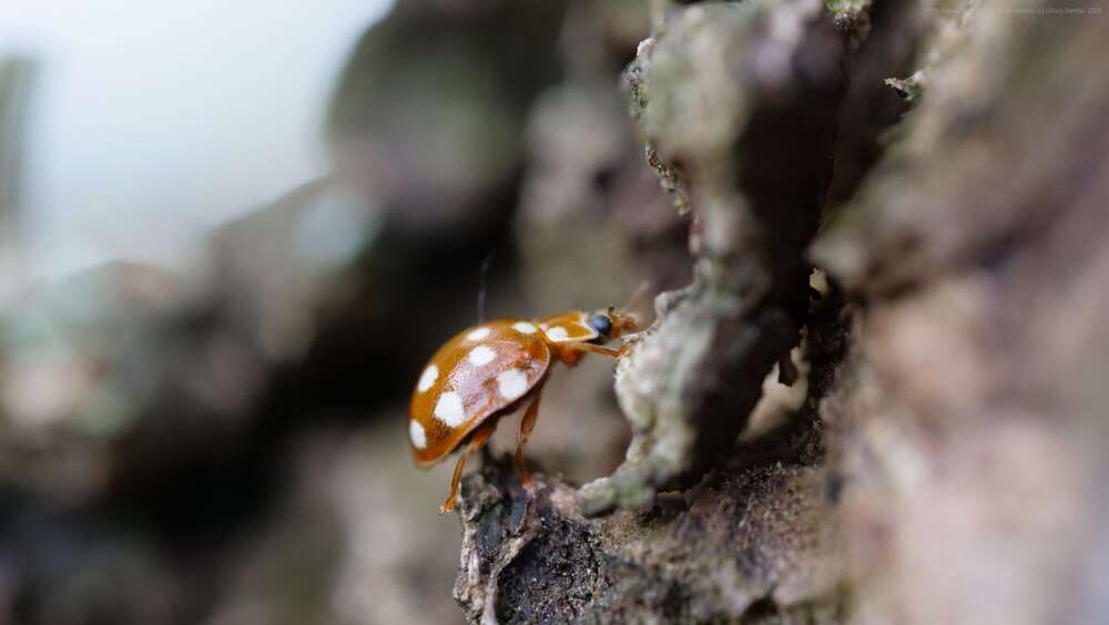 Dehler [Foto & Film] (Dehler [Foto & Film])