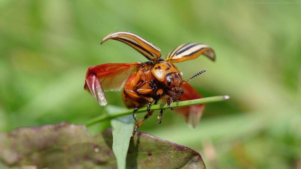 Dehler [Foto & Film] (Dehler [Foto & Film])