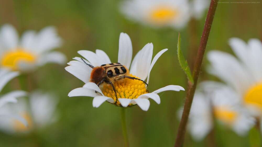 Dehler [Foto & Film] (Dehler [Foto & Film])