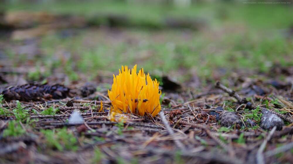 Dehler [Foto & Film] (Dehler [Foto & Film])