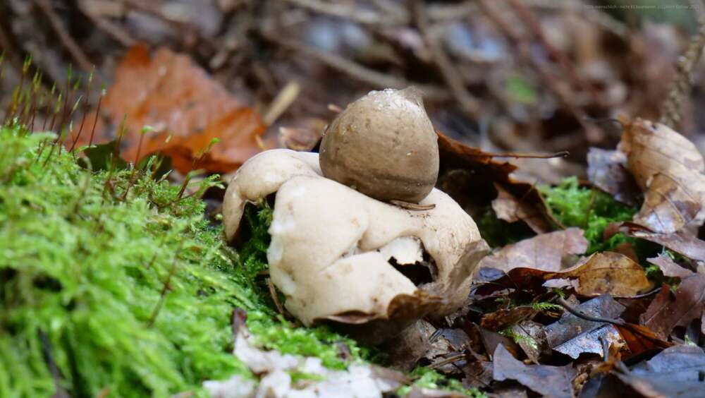 Dehler [Foto & Film] (Dehler [Foto & Film])