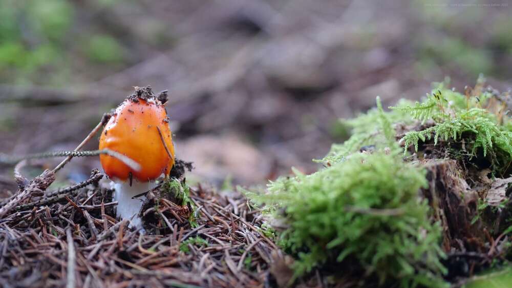 Dehler [Foto & Film] (Dehler [Foto & Film])