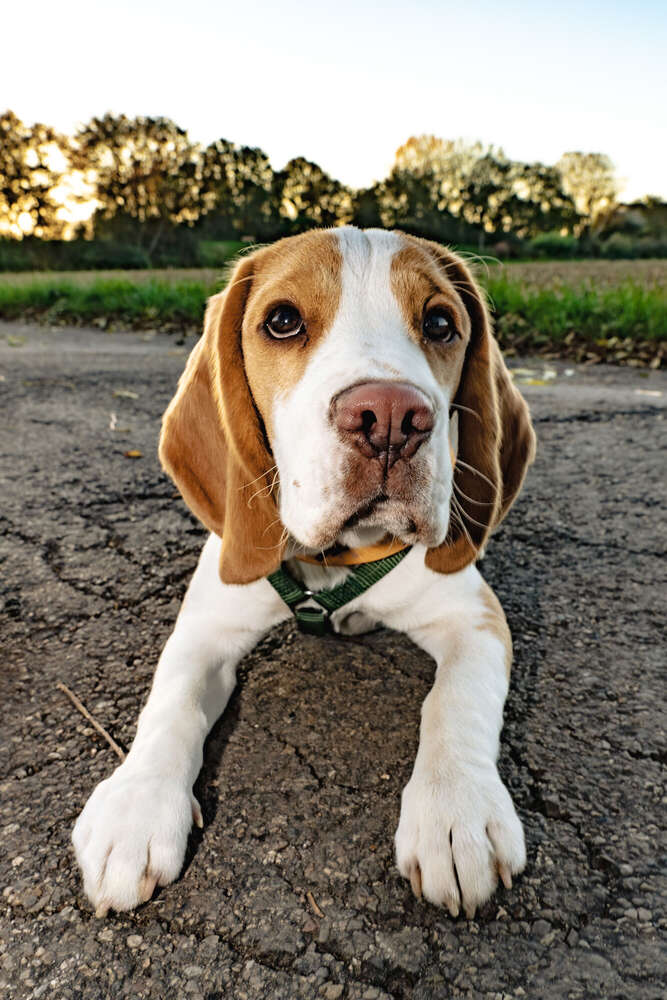 Foto Mechnig (Foto Mechnig)