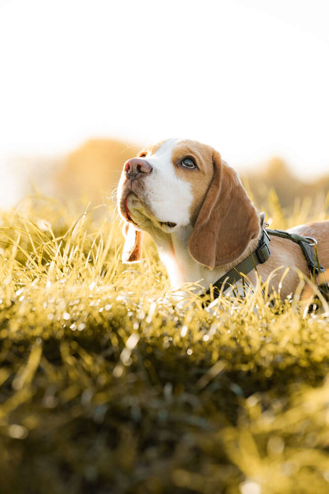 Foto Mechnig (Foto Mechnig)