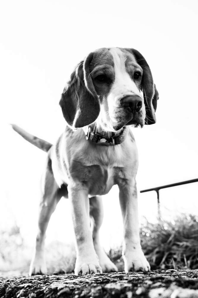 Foto Mechnig (Foto Mechnig)