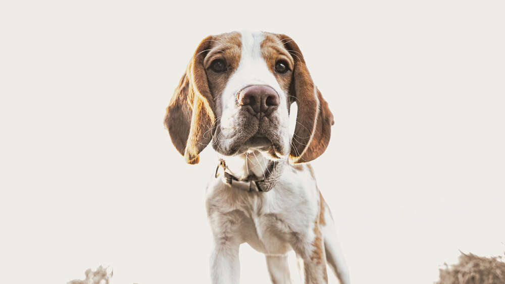 Foto Mechnig (Foto Mechnig)