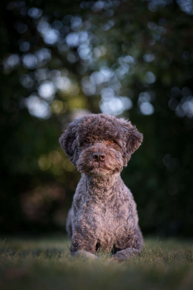 Lagotto Romangoll (Emil R.)