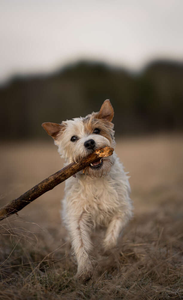 Parson Jack Russel (Emil R.)