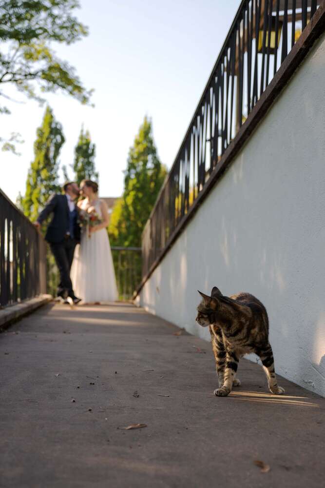 Meet the cat (Jeannine Hellbach - jh photography)