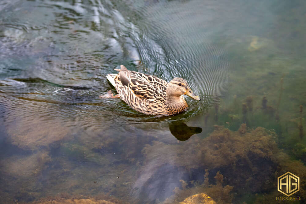 Andreas Günther (Andreas Günther)