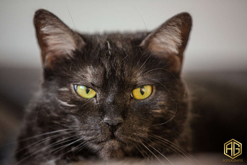 Andreas Günther (Andreas Günther)