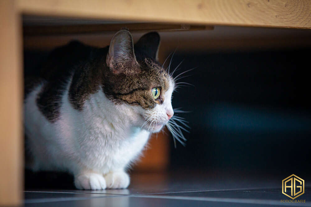 Andreas Günther (Andreas Günther)