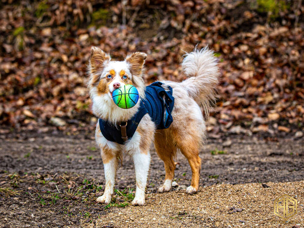 Andreas Günther (Andreas Günther)