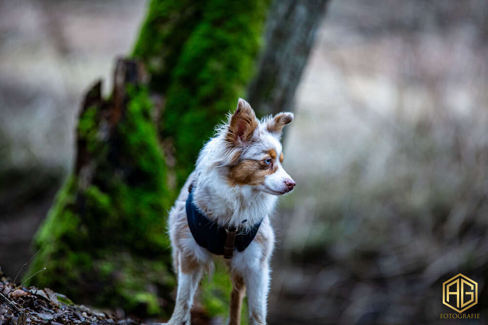 Andreas Günther (Andreas Günther)